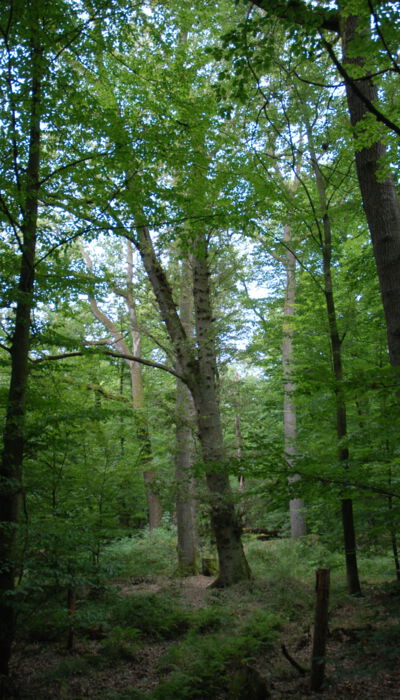 Sachsenwald/Gülzower Holz